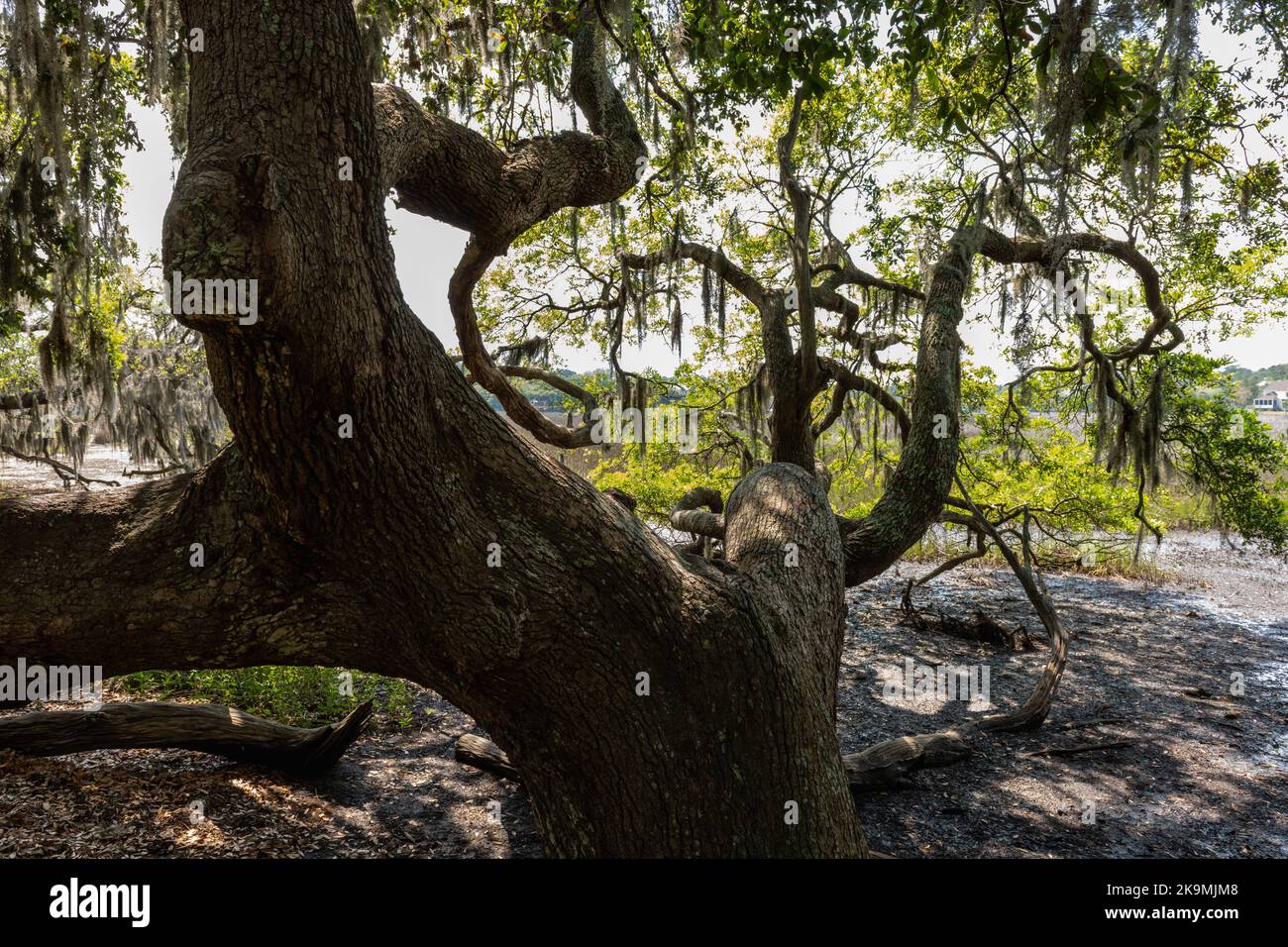 A South Carolina low country (swamp) view of a river beneath a oak tree