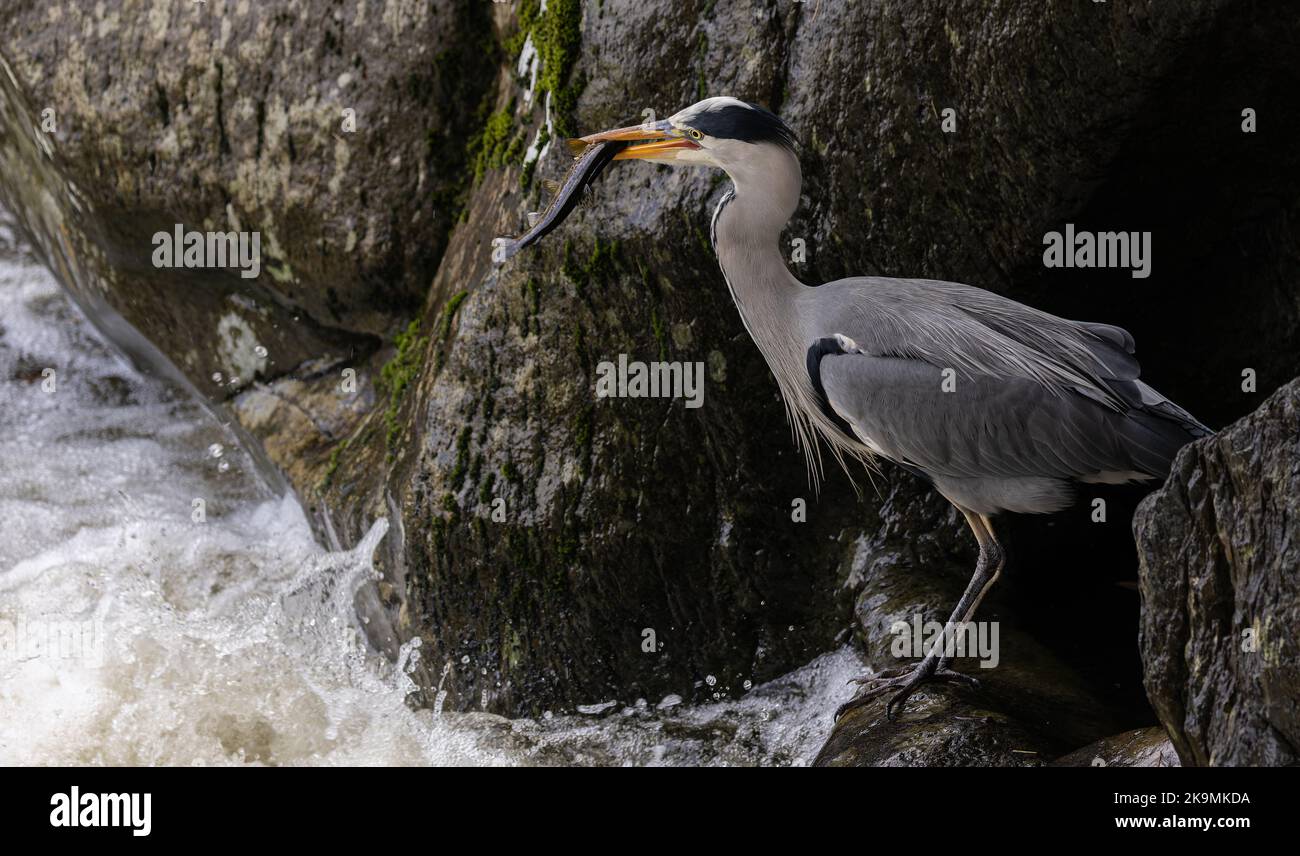 A wild heron at pont y Pair bridge at Betws y Coed catching fish. Stock Photo