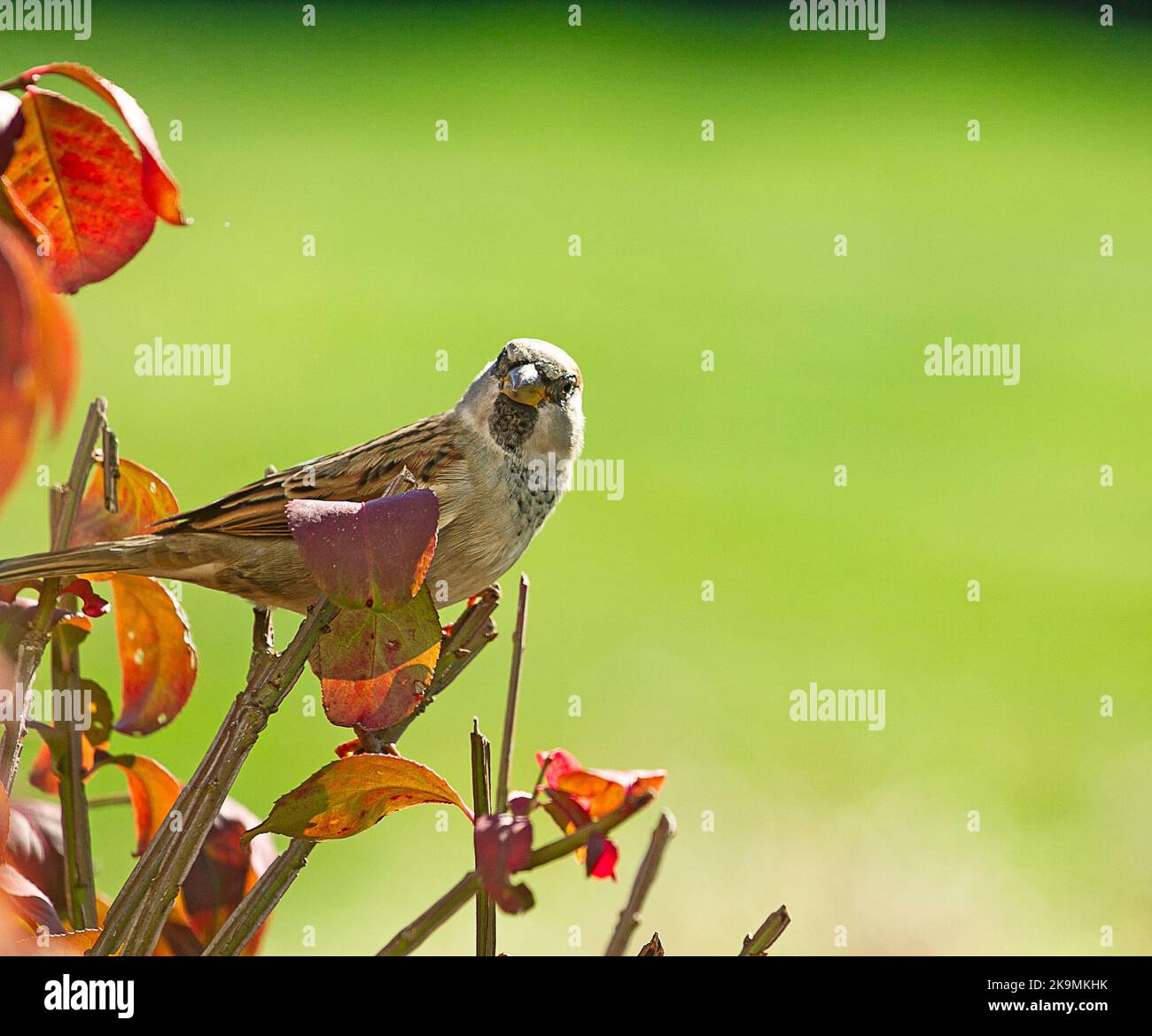 Sparrows being watchful or feeding at birdfeeder on fall day Stock Photo