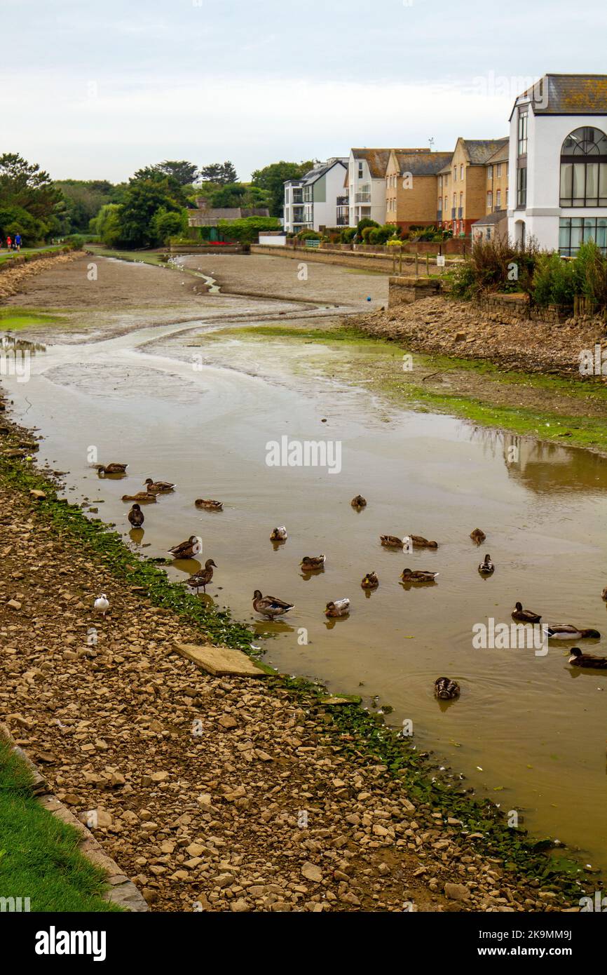 Just enough water for the ducks stone trickle Stock Photo