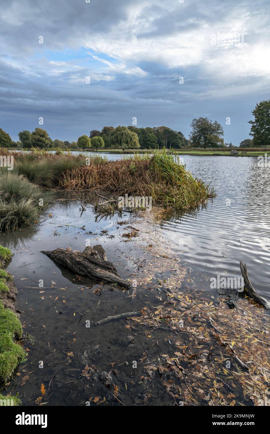 Fallen log in pond left to rot Stock Photo