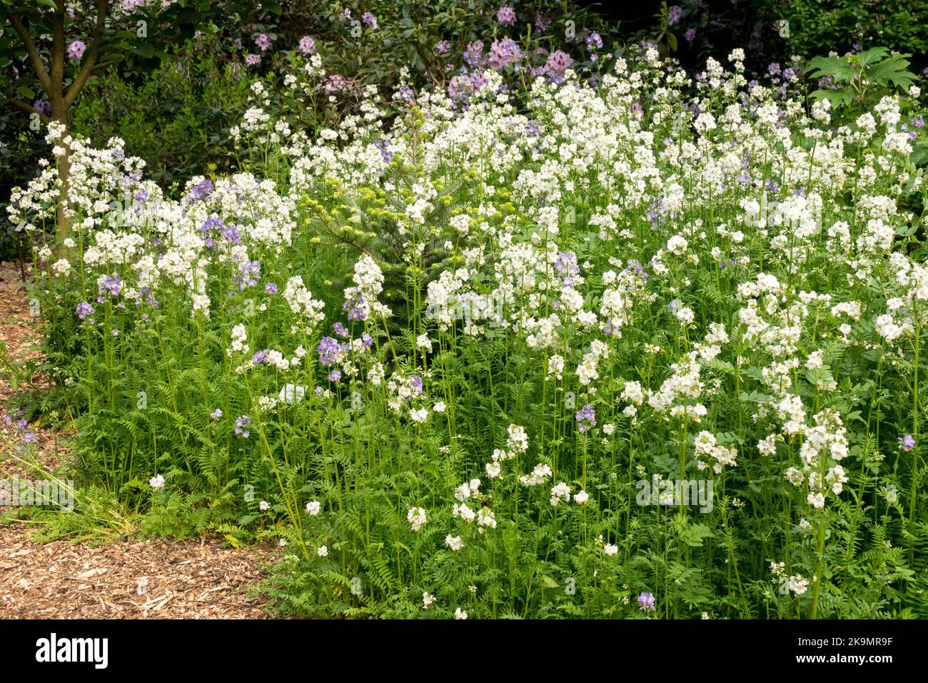 Jacobs Ladder, Polemonium caeruleum 'Album', White, Flowers Stock Photo