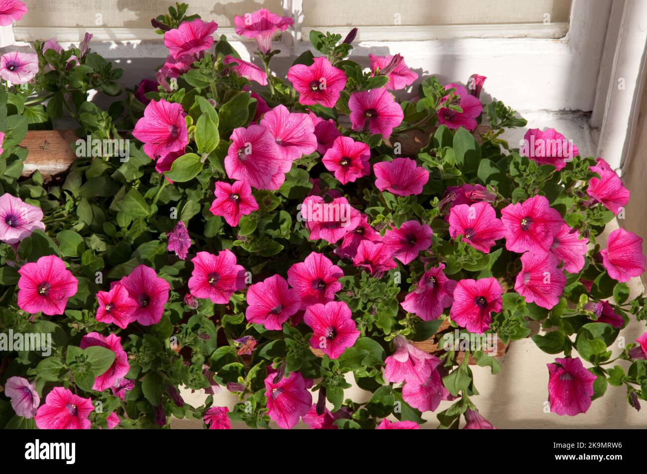 Window box uk hi-res stock photography and images - Alamy