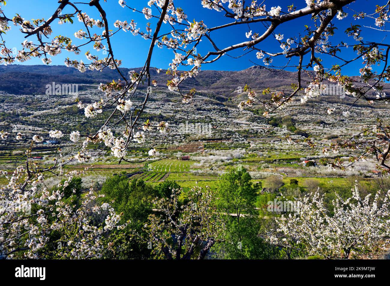 Cherry trees in bloom in Jerte in spring Stock Photo