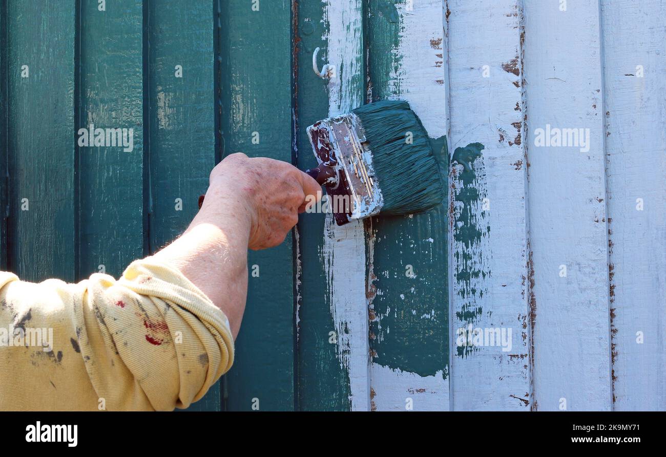 Hand holding a paint brush. Painting a garden fence Stock Photo Alamy