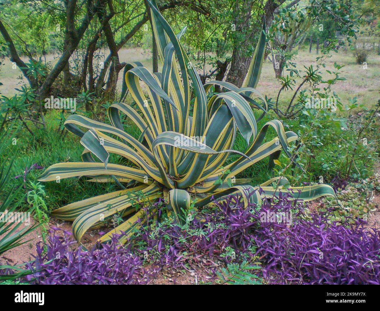 Colorful tropical flower in a botanical garden in Kenya Stock Photo Alamy
