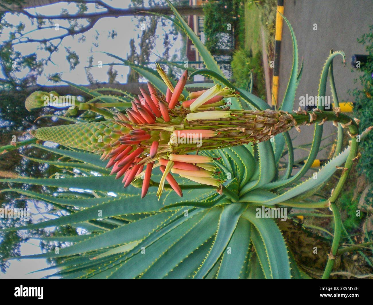 Colorful tropical flower in a botanical garden in Kenya Stock Photo Alamy