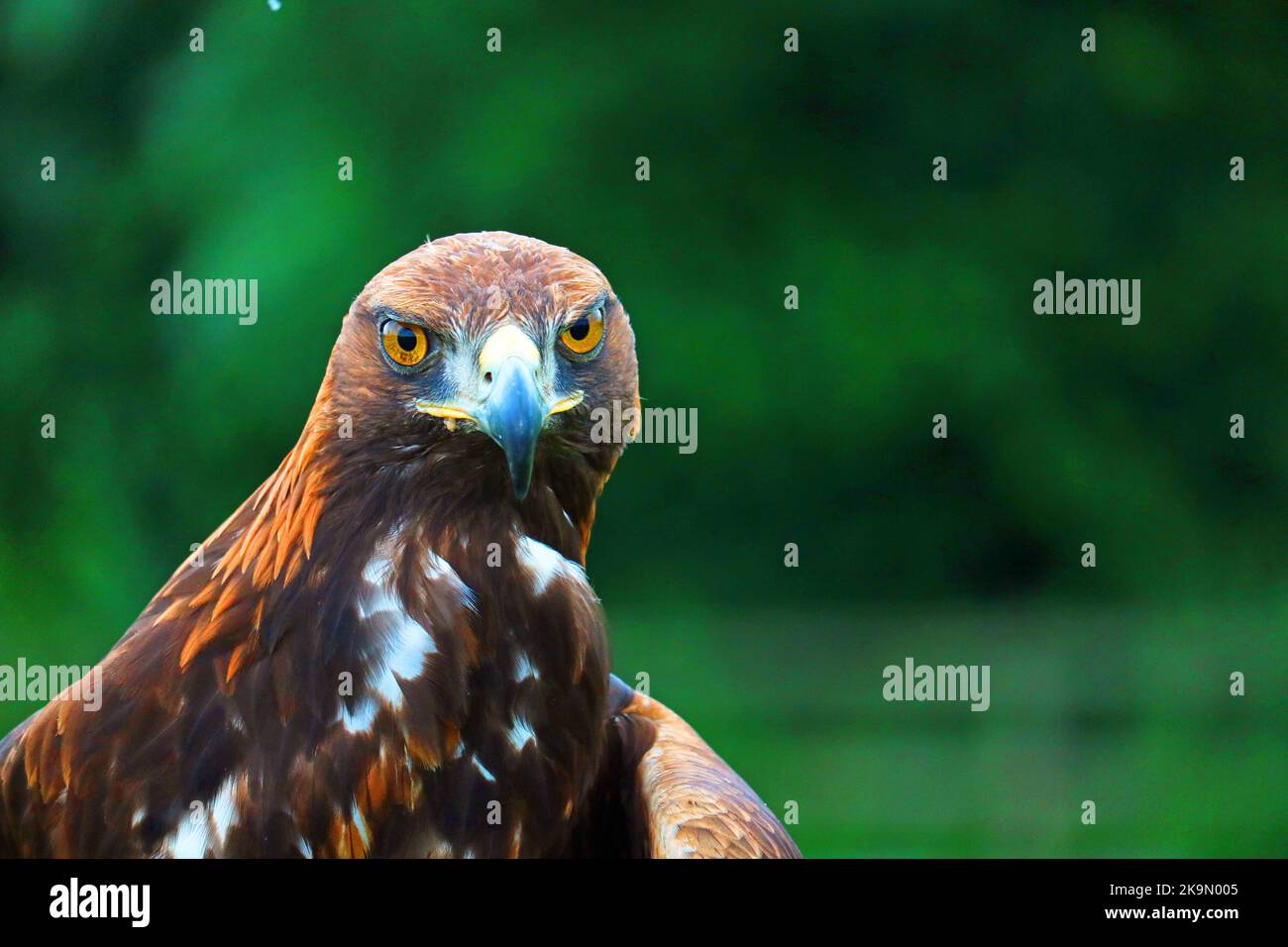 Golden Eagle head portraits. Aquila chrysaetos. Large bird of prey. Mainly live in the northern hemisphere. blurred background. Stock Photo