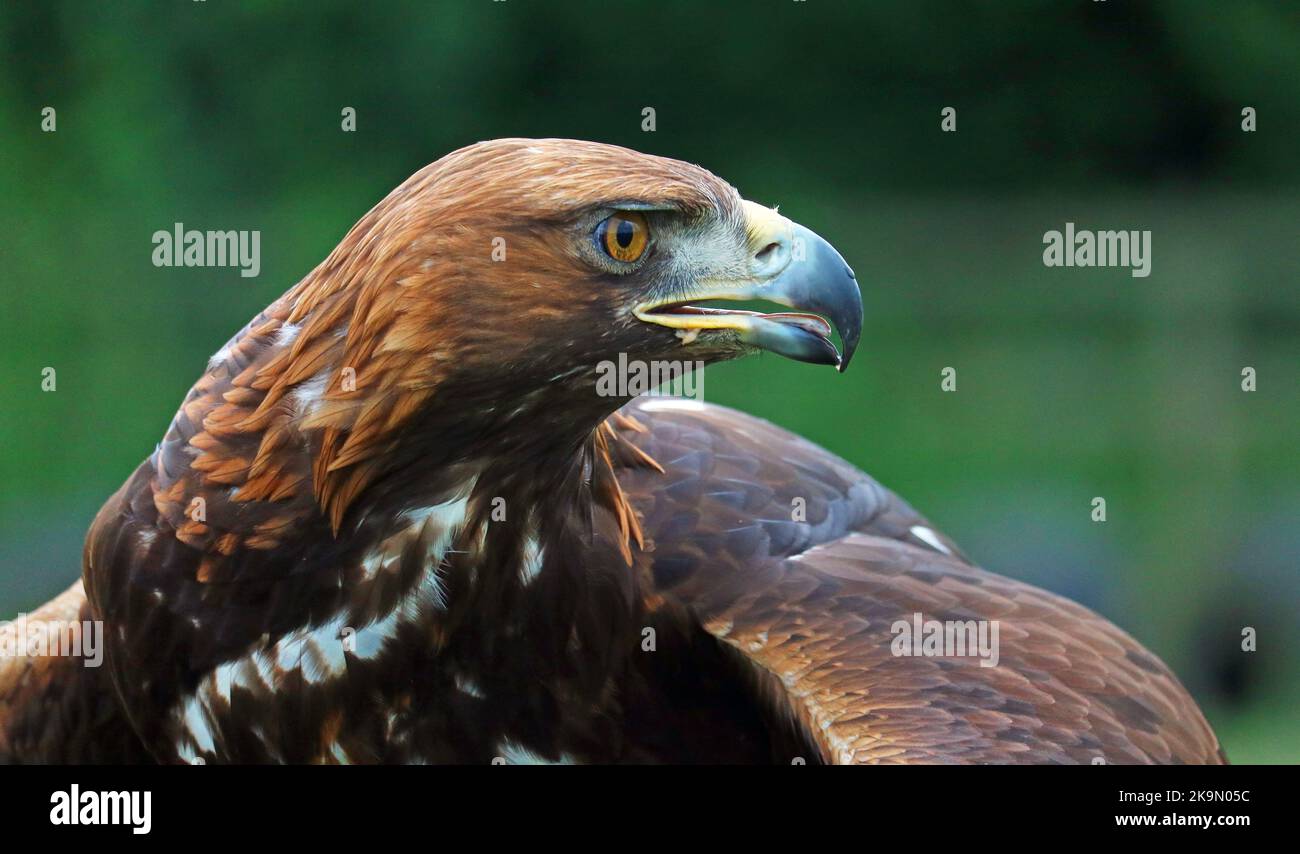 Golden Eagle head portraits. Aquila chrysaetos. Large bird of prey. Mainly live in the northern hemisphere. blurred background. Stock Photo