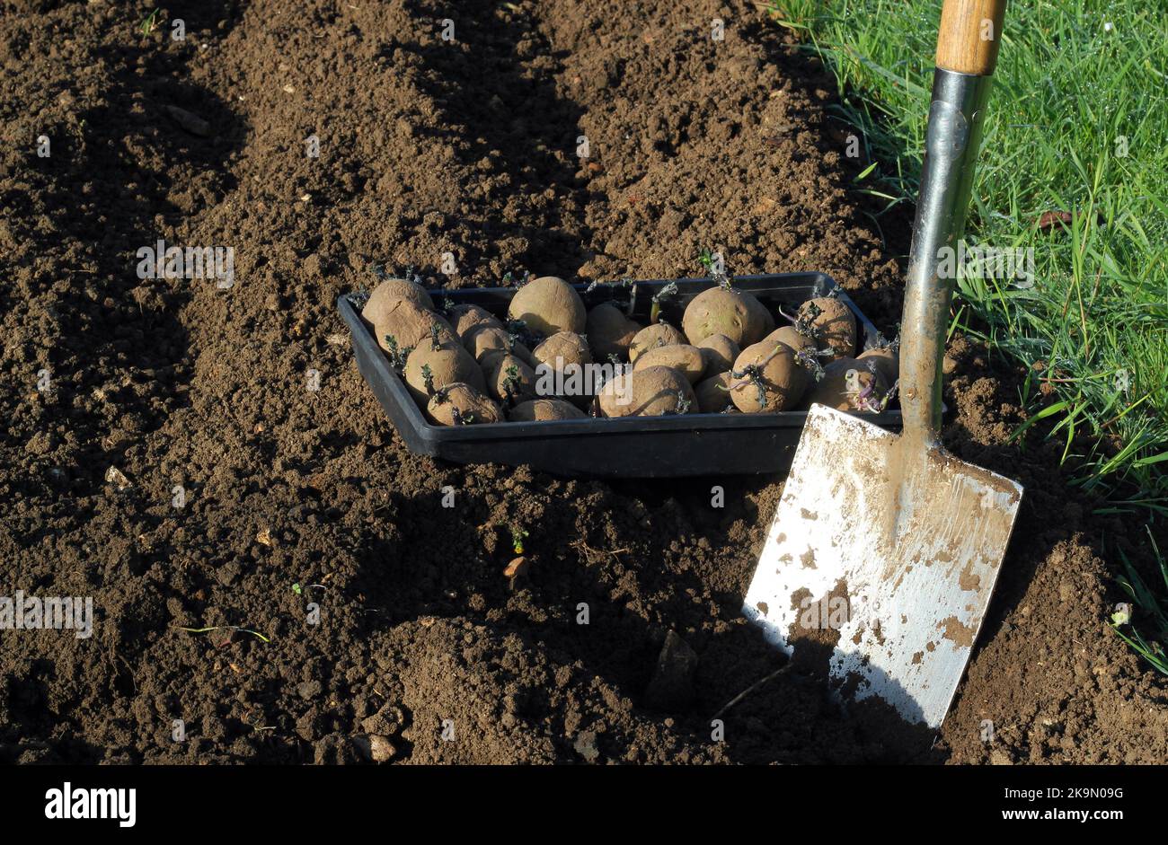 Spade or shovel. Planting seed potatoes into the ground to grow Stock