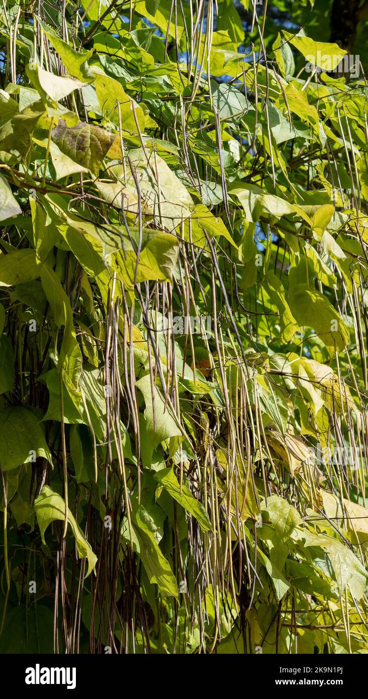 closeup of Album white potato vine flowers in bloom (solanum laxum