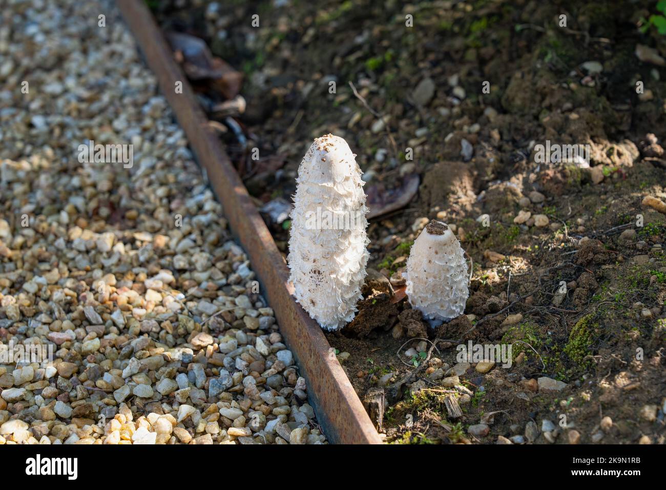 close up of a pair of young Shaggy Inkcap (Coprinus comatus or Lawyer's Wig) Stock Photo
