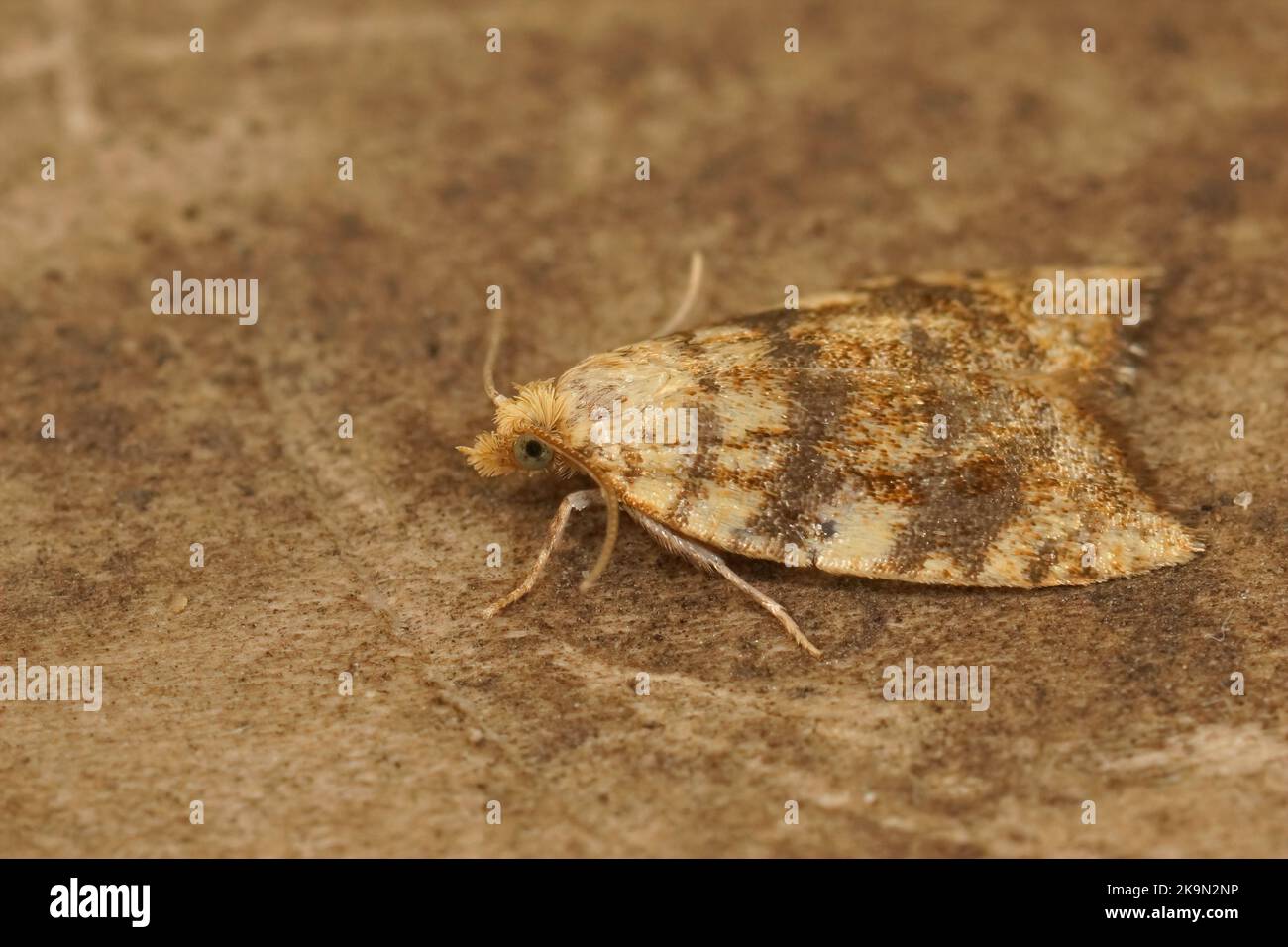 Detailed closeup on Yellow Oak Button moth, Aleimma loeflingiana sitting on wood Stock Photo