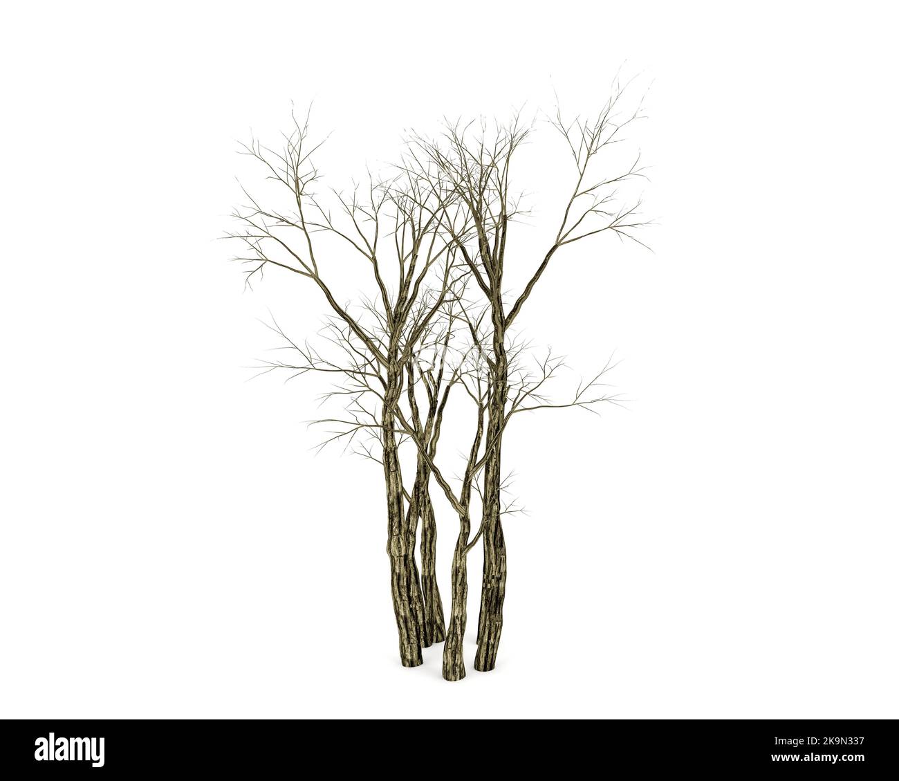 Dead tree isolated on white background, 3D rendering Stock Photo