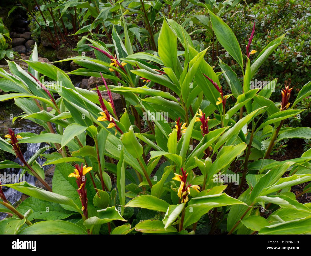 Flowering ginger plant Cautleya spicata Crug Canary Stock Photo Alamy