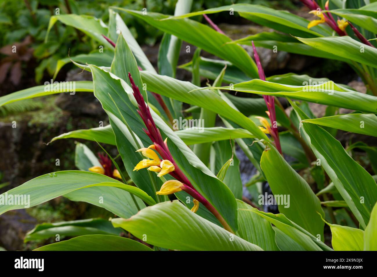 Summer flowering ginger plant Cautleya spicata Crug Canary in UK garden July Stock Photo