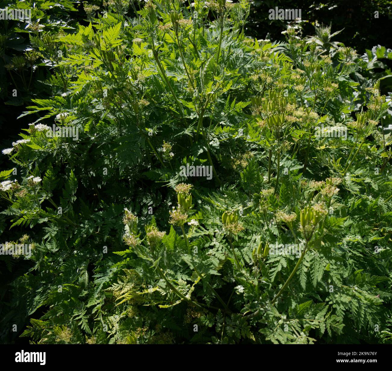 Summer leaves and flowers of Sweet Cicely Myrrhis odorata UK garden June Stock Photo