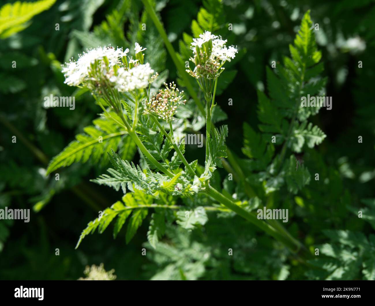 Summer leaves and flowers of Sweet Cicely Myrrhis odorata UK garden June Stock Photo