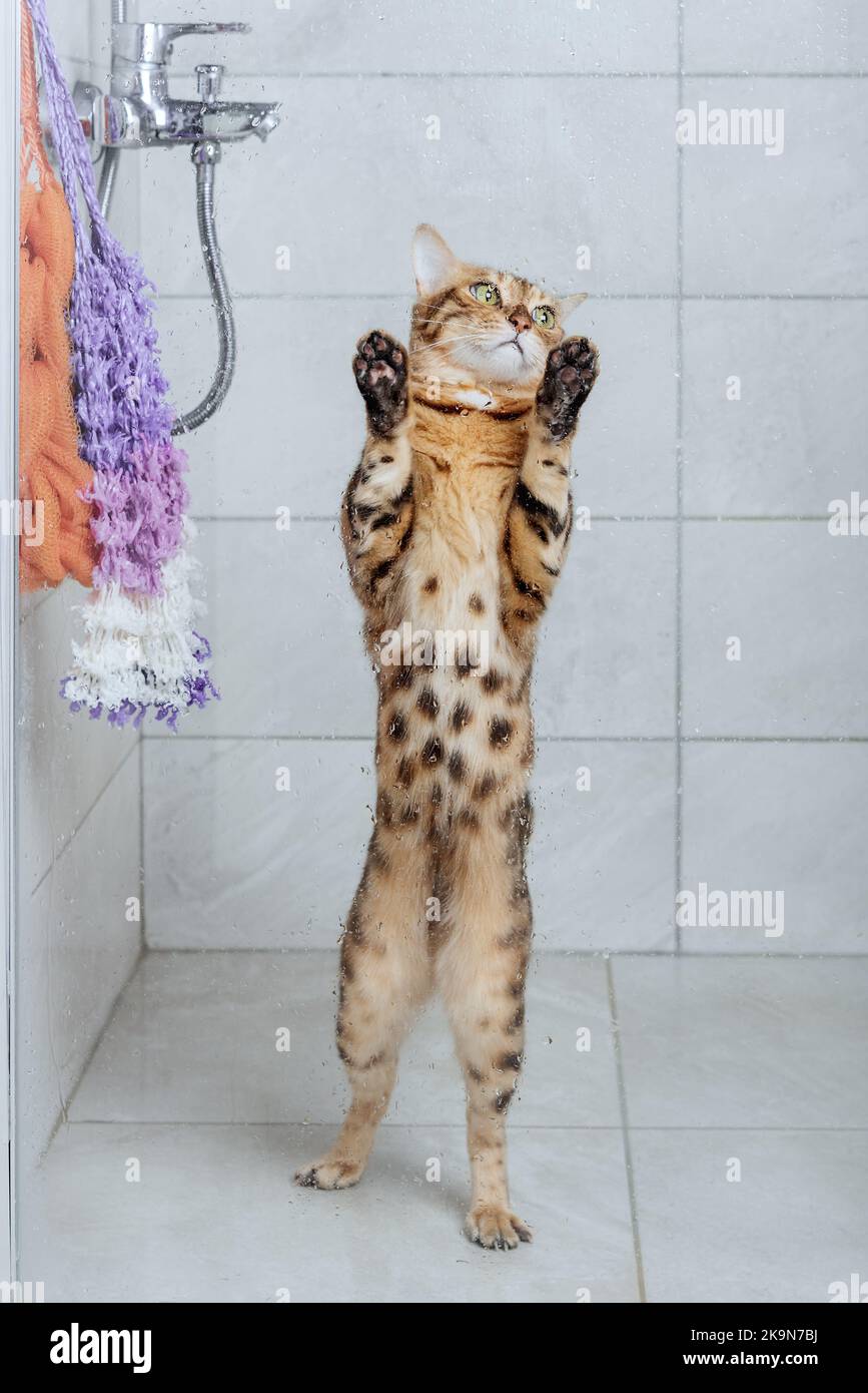 Bengal cat in the shower. Washing pets. Domestic cat care Stock Photo
