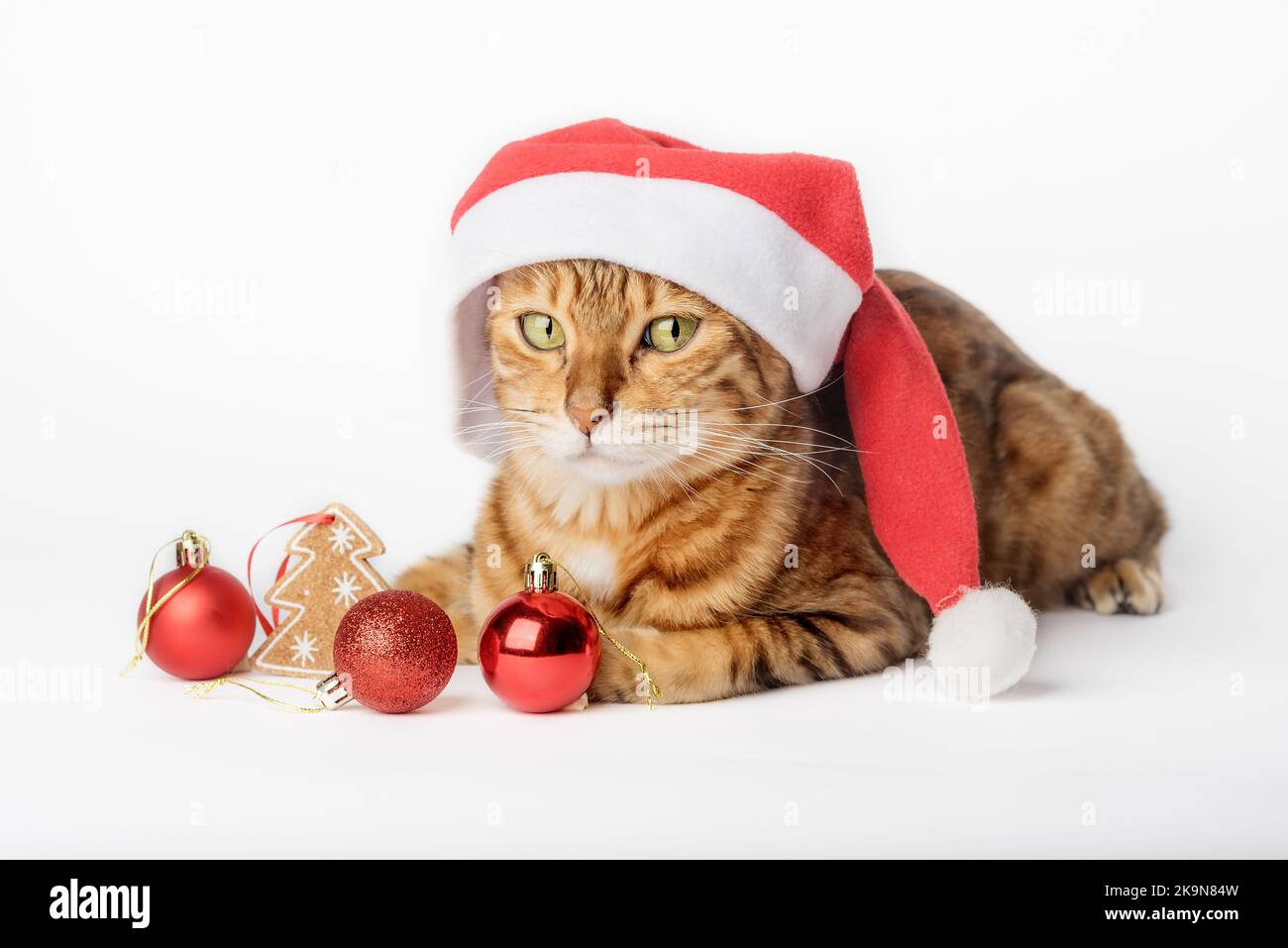 Ginger cat in Santa hat and Christmas decorations isolated on background. Christmas and New Year concept. Stock Photo