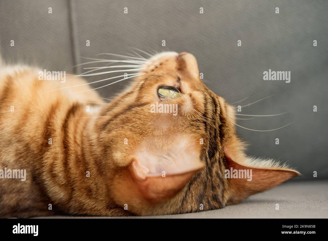 Head of a cute bengal cat close-up in the house. Stock Photo