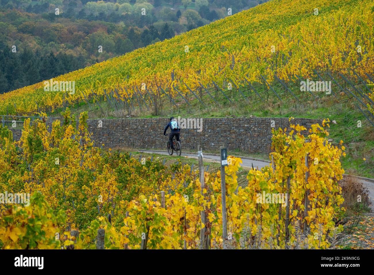 Neumagen Dhron, Germany. 29th Oct, 2022. A cyclist rides amidst the colorful vineyards. Credit: Harald Tittel/dpa/Alamy Live News Stock Photo