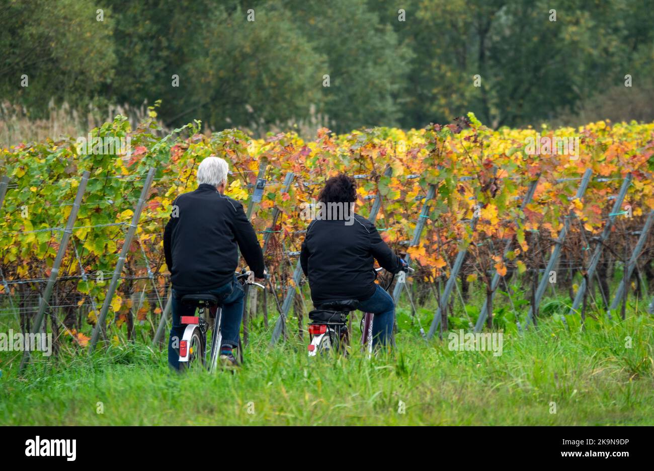 Neumagen Dhron, Germany. 29th Oct, 2022. Cyclists ride past the colorful vineyards. Credit: Harald Tittel/dpa/Alamy Live News Stock Photo