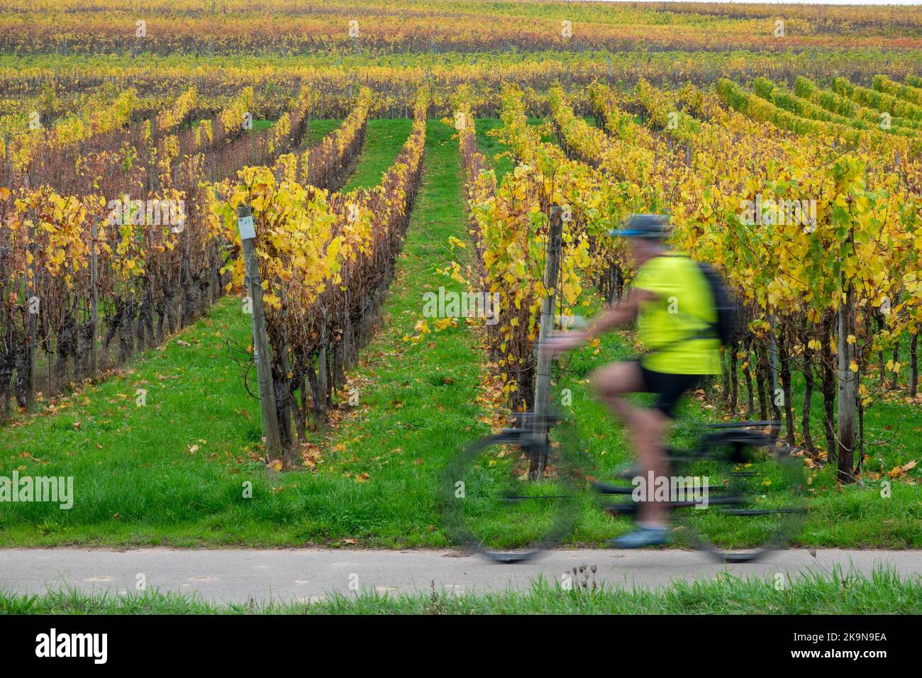 Neumagen Dhron, Germany. 29th Oct, 2022. A cyclist rides past the colorful vineyards. Credit: Harald Tittel/dpa/Alamy Live News Stock Photo