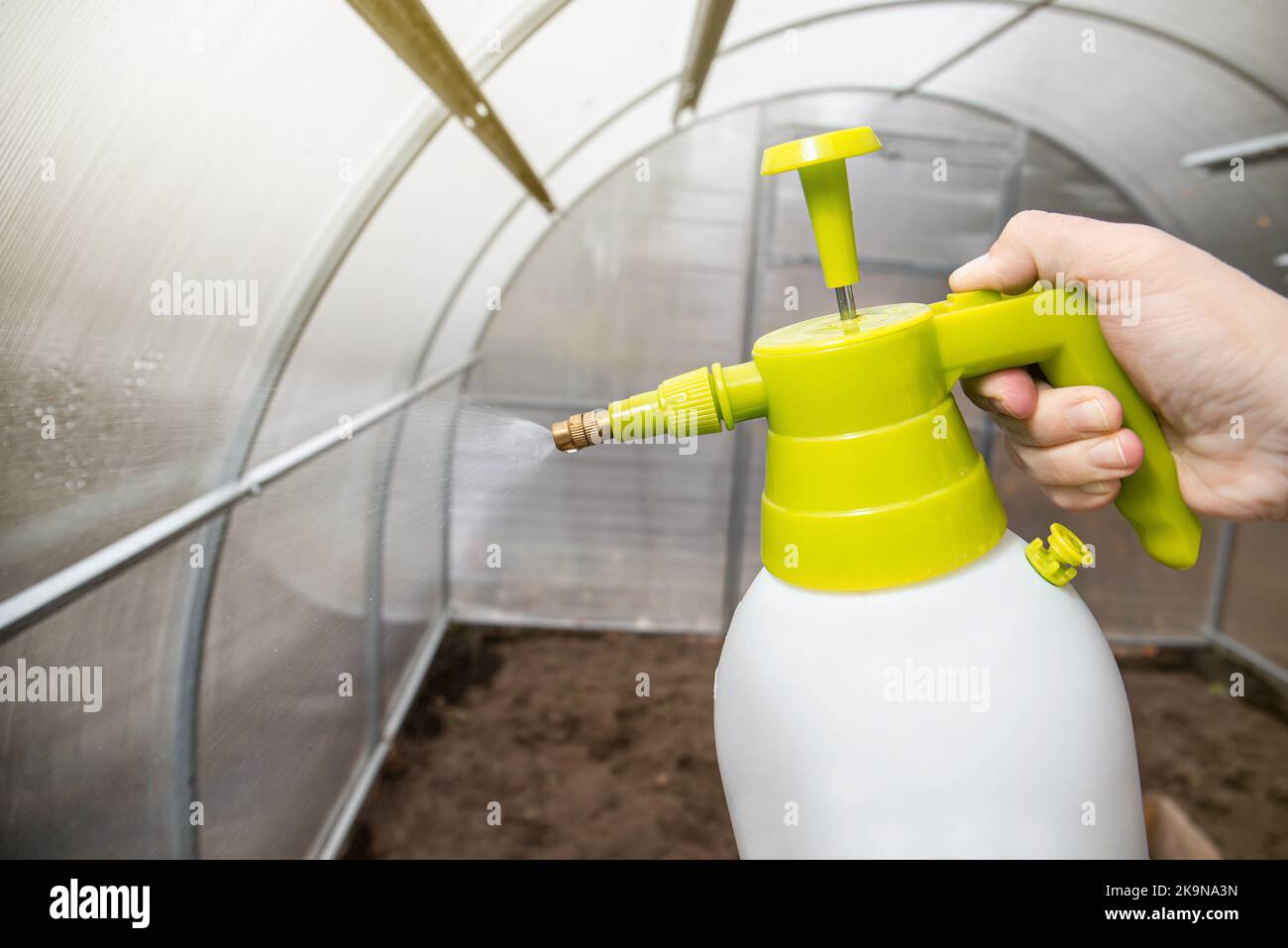 Cleaning the empty greenhouse with an antibacterial cleaner liquid, gardener hand spray it on the greenhouse wall for disinfection. Autumn gardening. Stock Photo