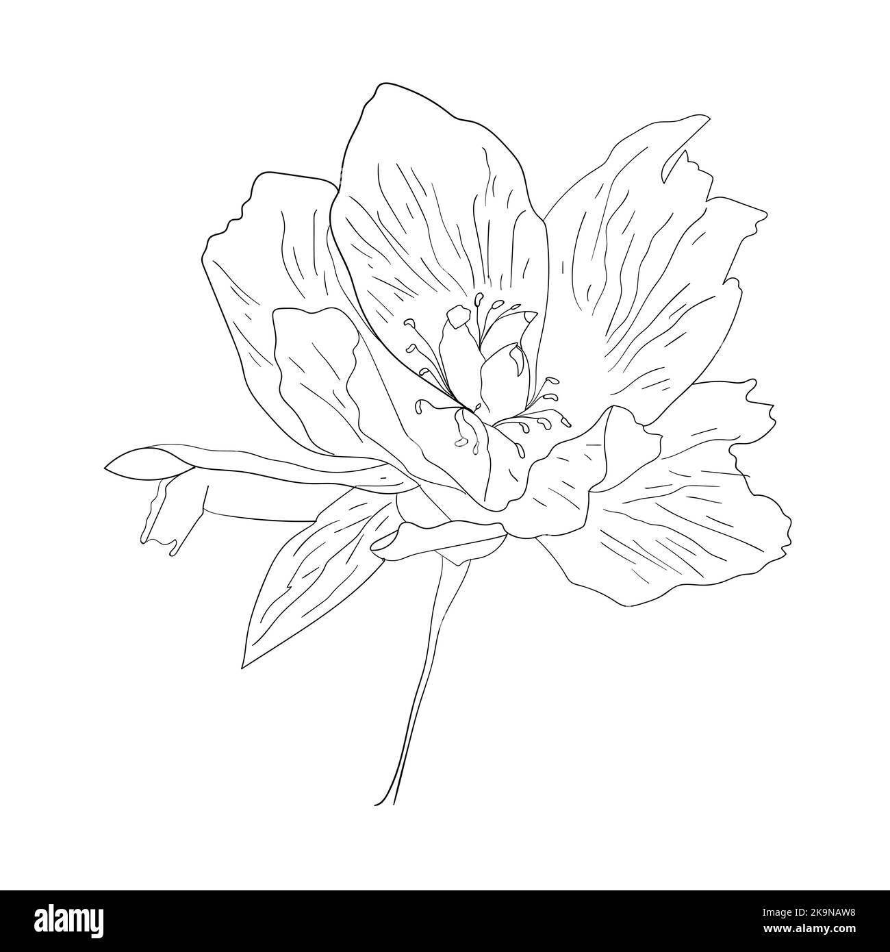 Beautiful sketched flower on white background. Vector illustration. Botanical design element. Coloring book page. Stock Vector