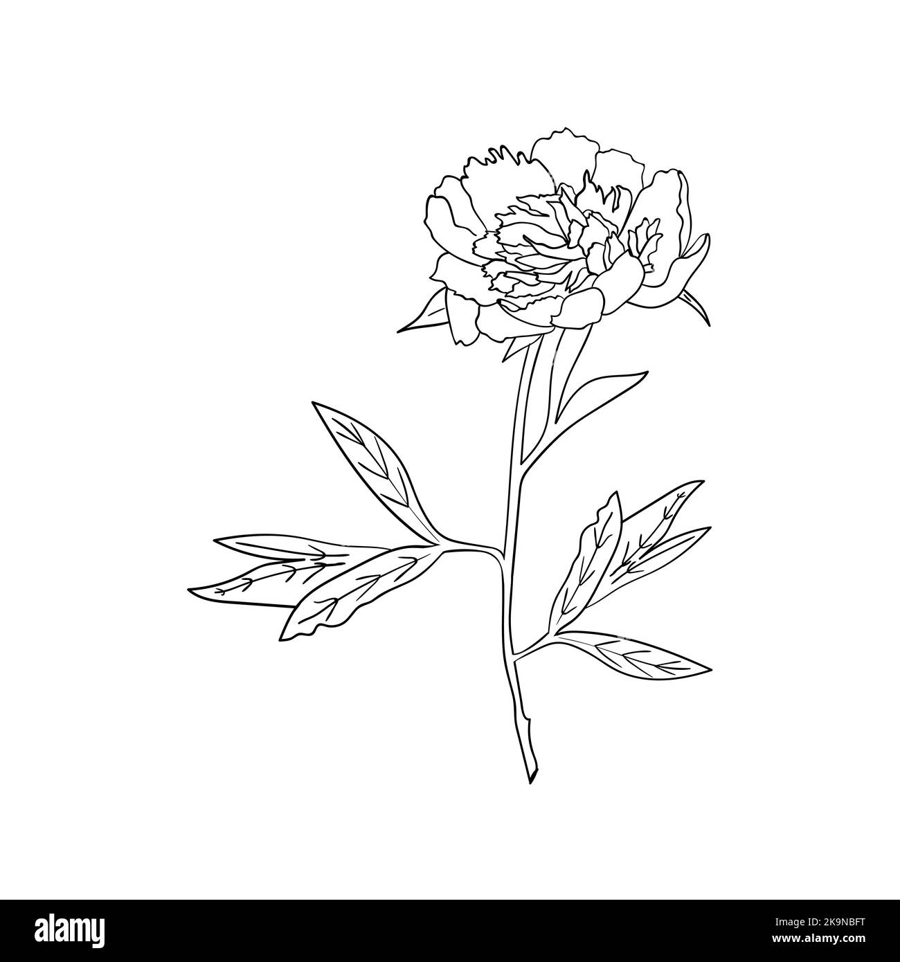 Vector peony flower on white background. Botanical element for design. Hand-drawn contour lines. Stock Vector