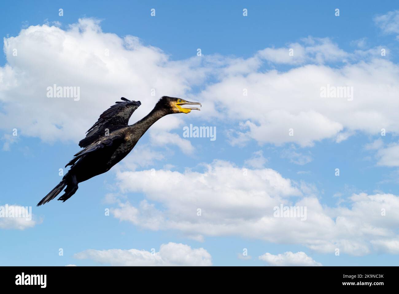 Close up of Cormorant coming into land with wings braced and beak open against blue sky with white clouds Stock Photo