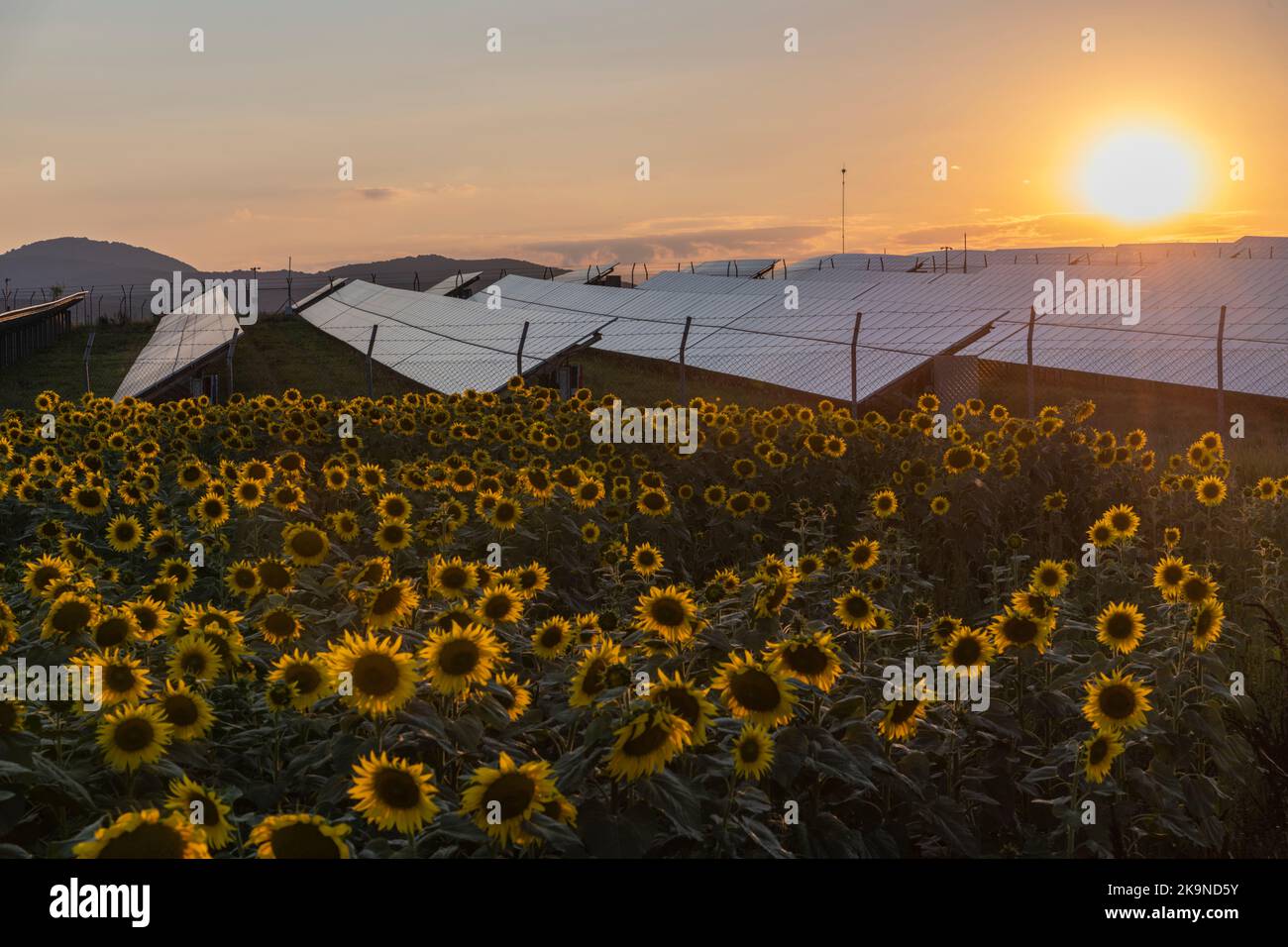 Sun setting behind solar panels in a sunflower field in summer Stock ...