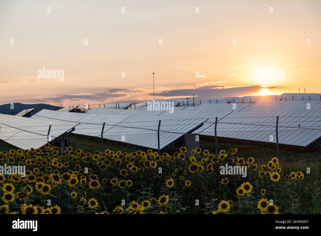 Sun setting behind solar panels in a sunflower field in summer Stock ...