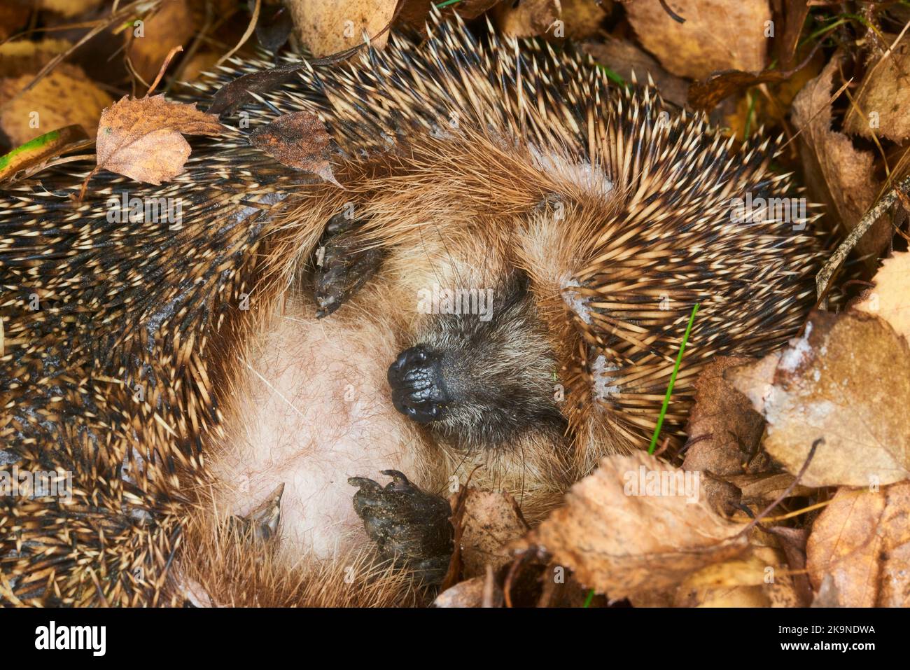 Hedgehog (Scientific name Erinaceus Europaeus) wild, native, European