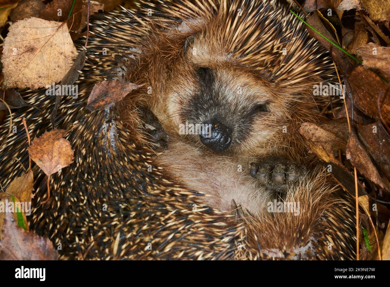 Hedgehog (Scientific name: Erinaceus Europaeus) wild, native, European hedgehog hibernating in natural woodland habitat. Curled into a ball Stock Photo