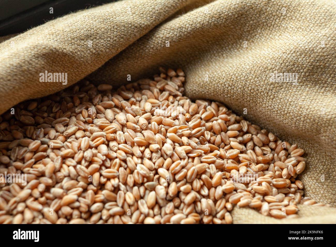 Wheat grains. Close up of grain for bread, global food crisis concept due to Russia war against Ukraine. Food and Agriculture Organization Stock Photo