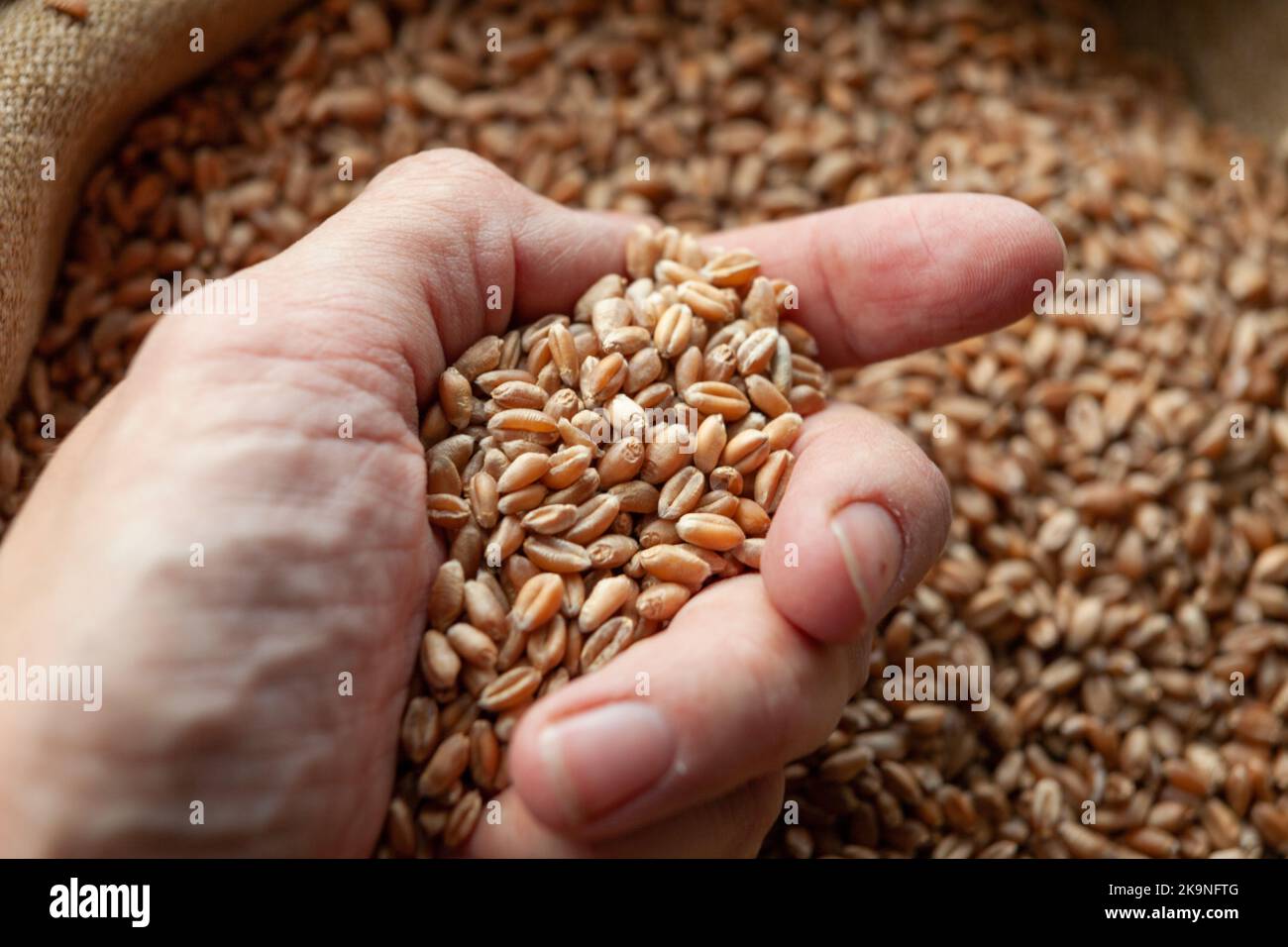Wheat grains in hands of a farmer. Close up of grain for bread, global food crisis concept due to Russia war against Ukraine. Food and Agriculture Org Stock Photo