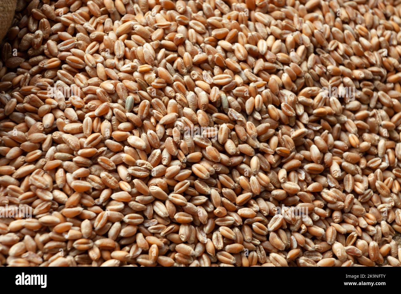 Wheat grains. Close up of grain for bread, global food crisis concept due to Russia war against Ukraine. Food and Agriculture Organization Stock Photo