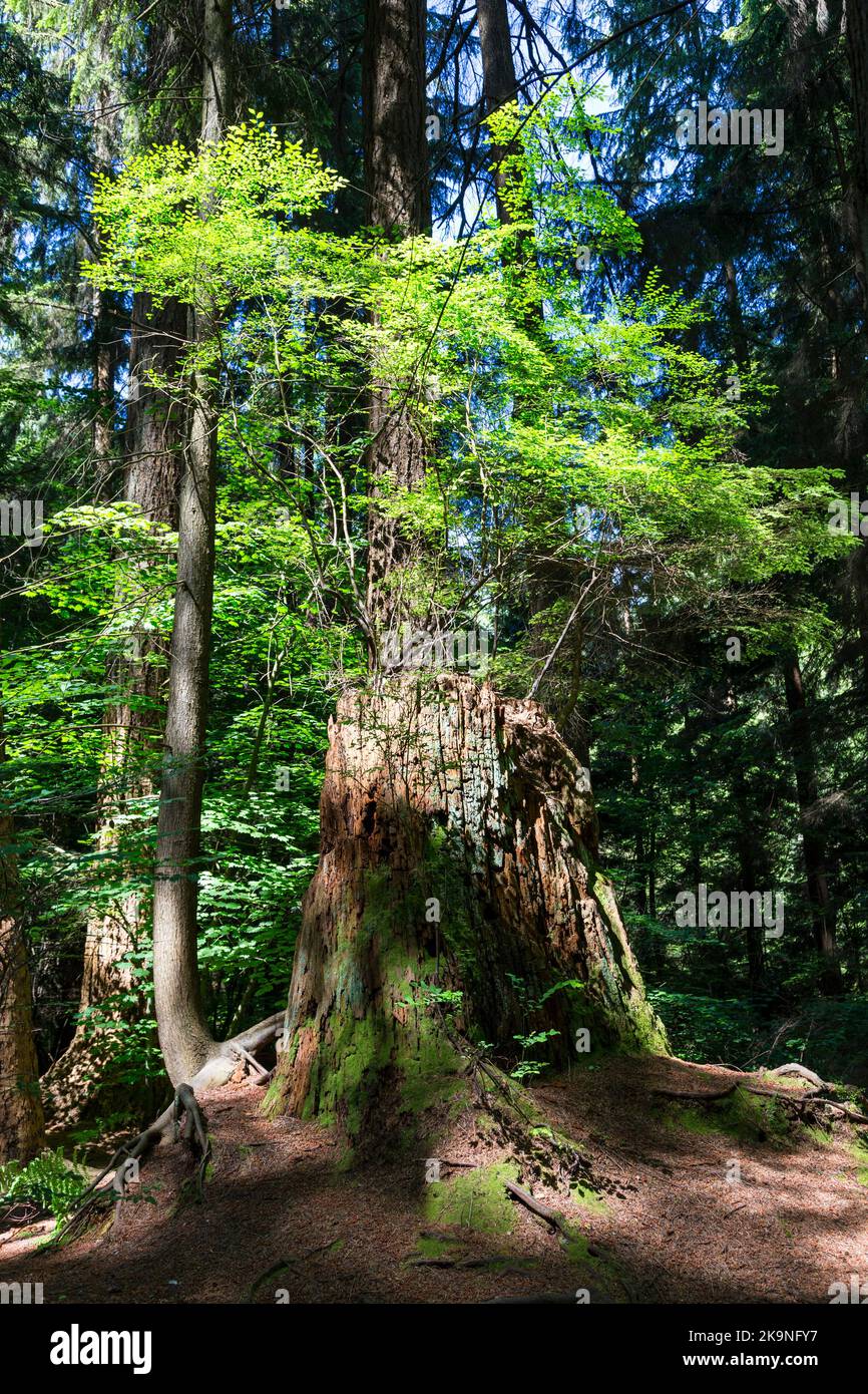 Large fir trees in Stanley Park, Vancouver Stock Photo Alamy