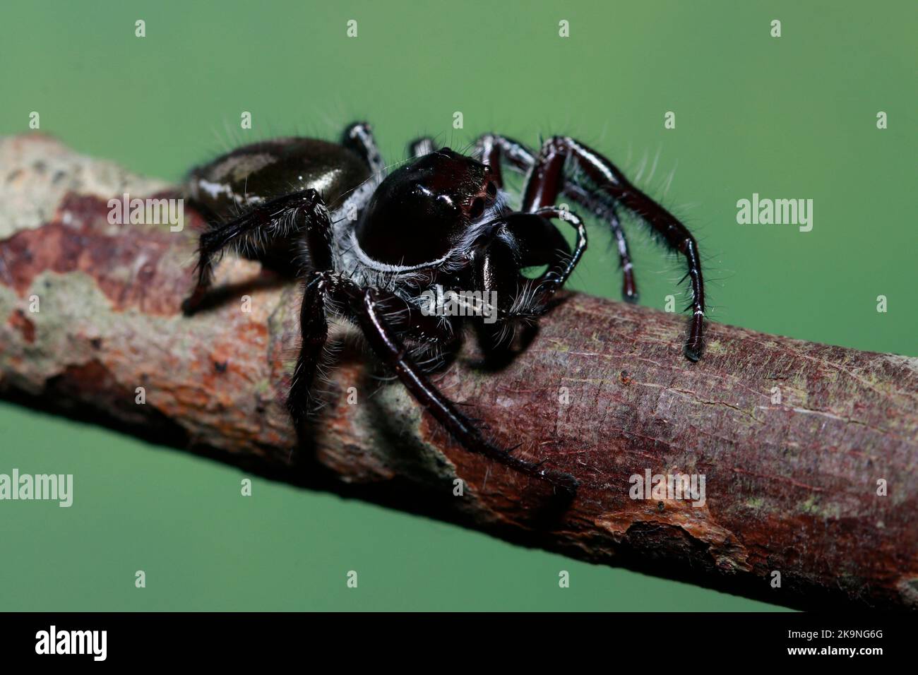 Phidippus texanus jumping spider Stock Photo