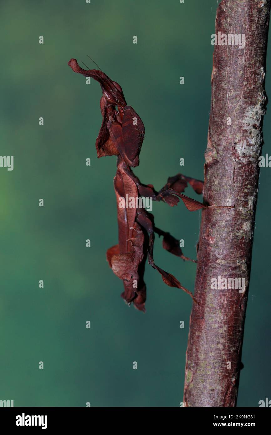 Ghost mantis (phyllocrania paradoxa) Stock Photo