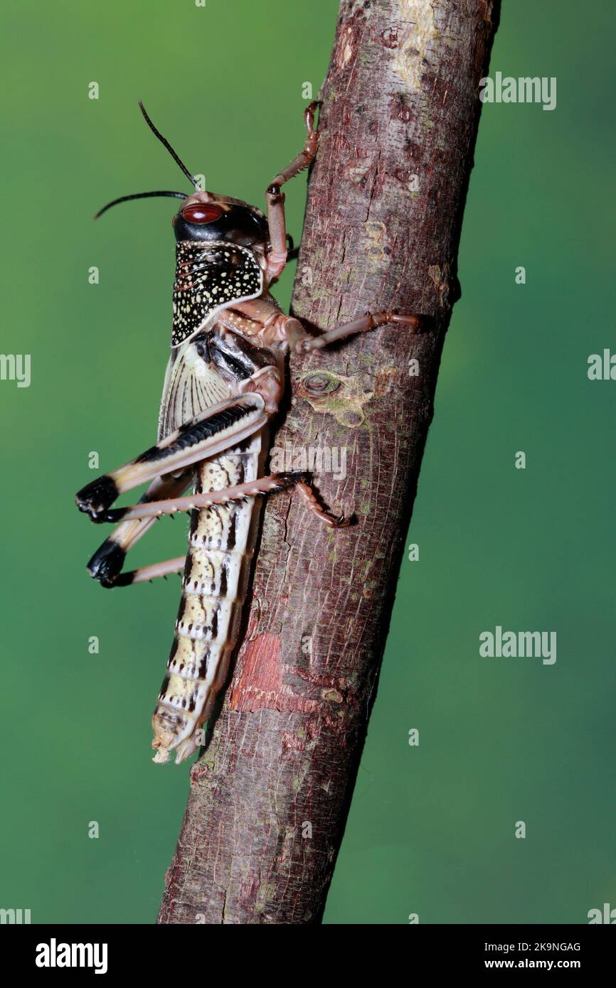 Desert locust (schistocerca gregaria) Stock Photo