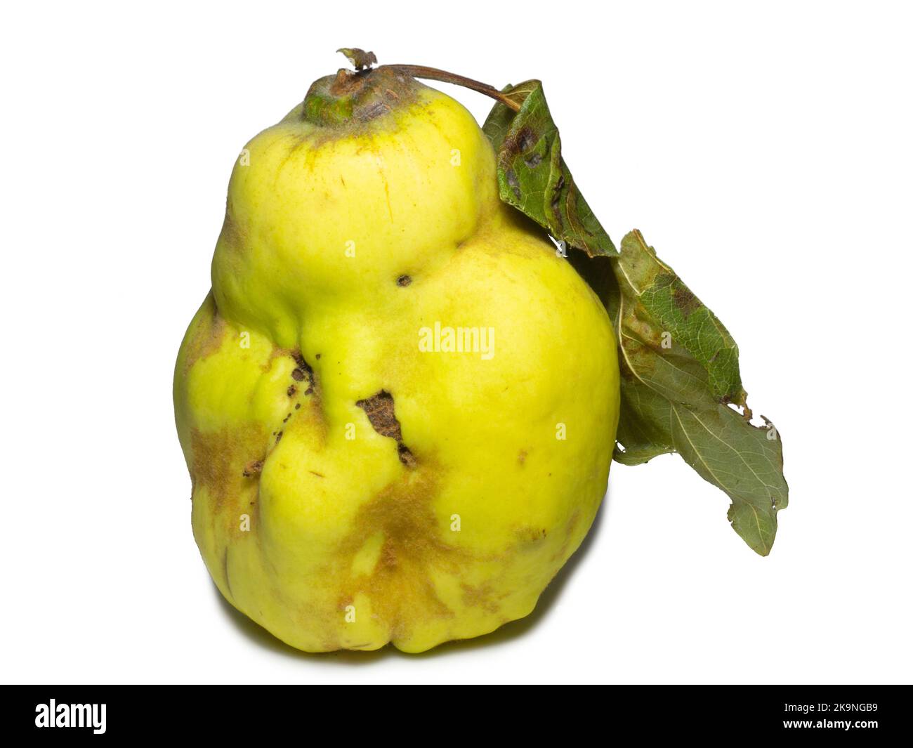 Quince on a white background. Unusually shaped fruit. Ugly quince