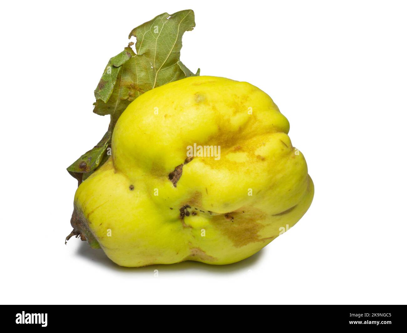 Quince on a white background. Unusually shaped fruit. Ugly quince