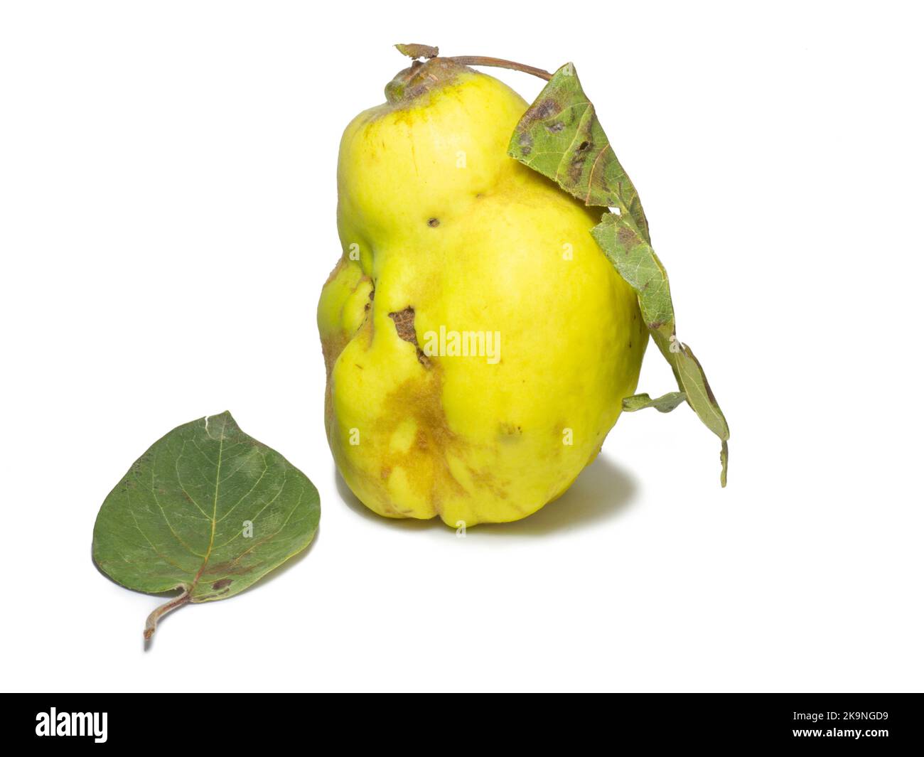 Quince on a white background. Unusually shaped fruit. Ugly quince