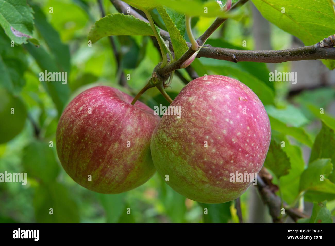 apple tree (Malus domestica 'Gala', Malus domestica Gala) - apples on a tree, Selective focus with shallow deph on field Stock Photo