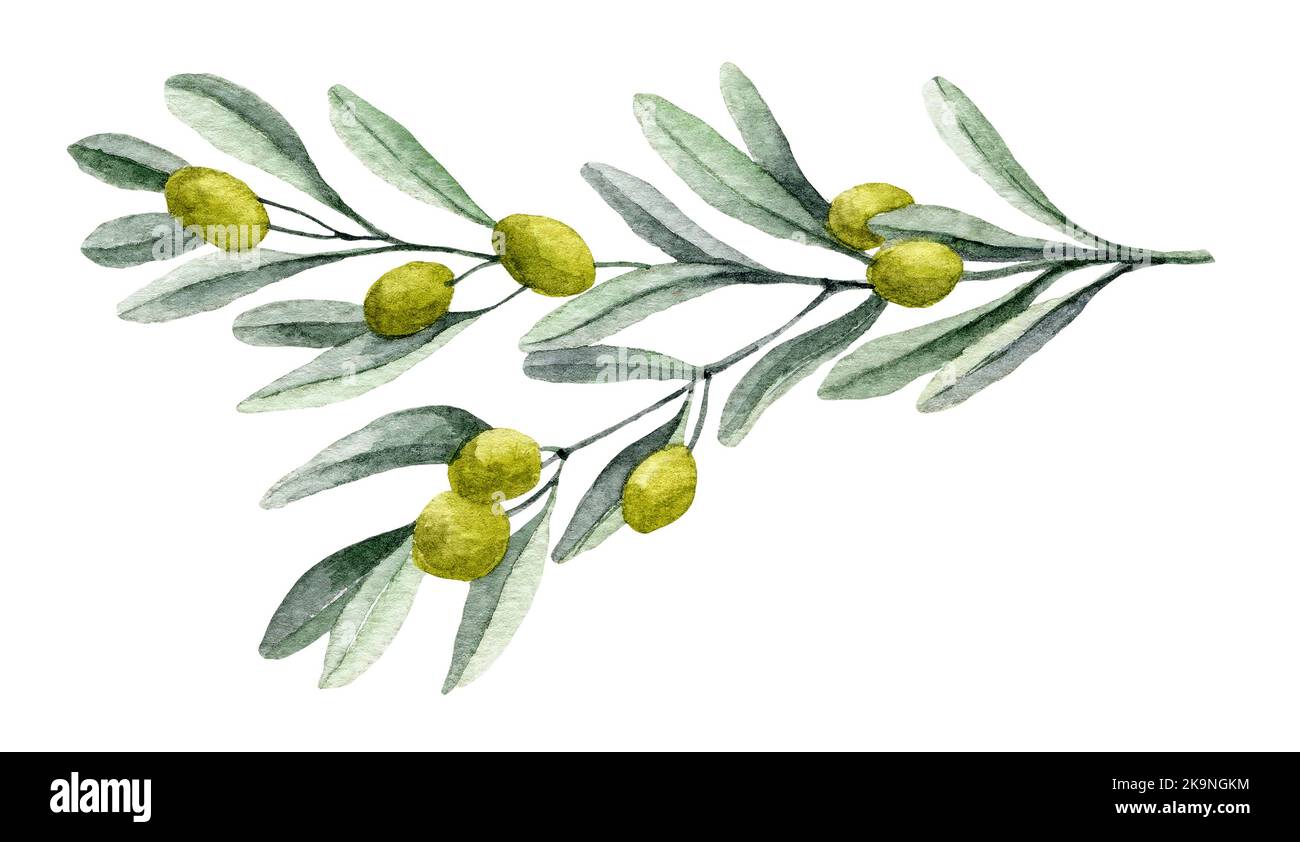 Watercolor olive Branch with green Fruits and leaves. sketch for Oil ...