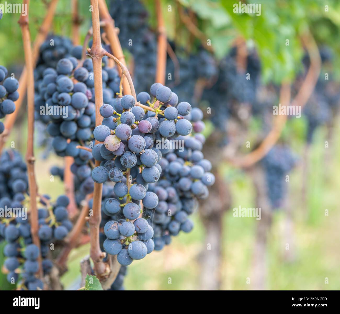 Lagrein grape variety. Lagrein is a red wine grape variety native to the valleys of South Tyrol, northern italy. Guyot Vine Training System - Italy Stock Photo