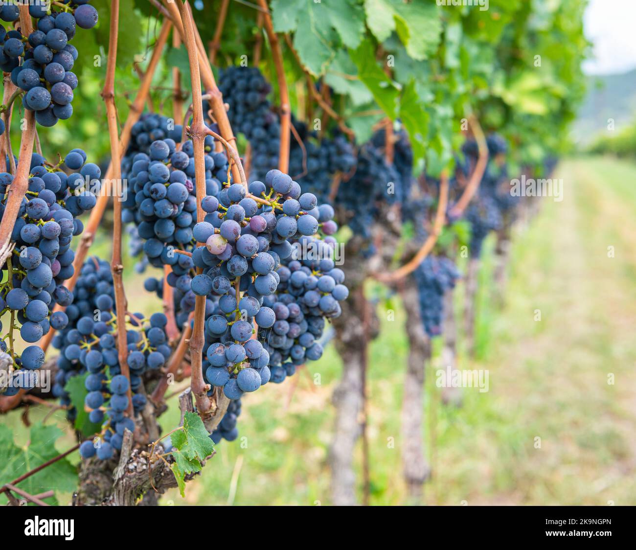 Lagrein grape variety. Lagrein is a red wine grape variety native to the valleys of South Tyrol, northern italy. Guyot Vine Training System - Italy Stock Photo